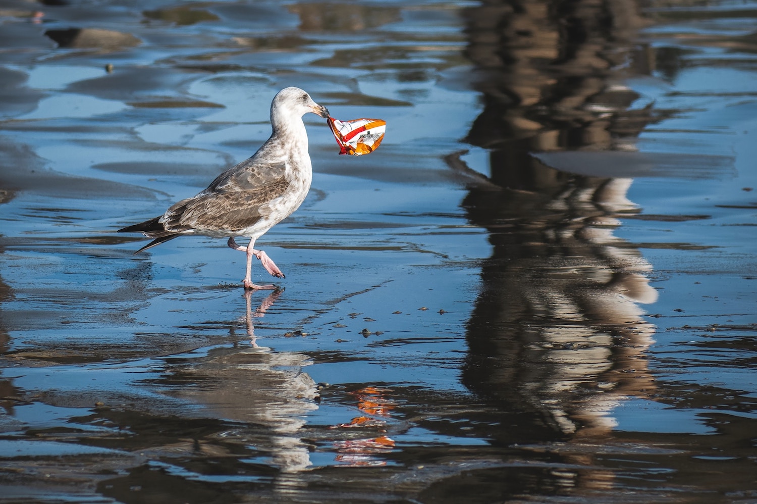 Plastic Killing Birds > Why and How You Can Help! Bird Buddy Blog